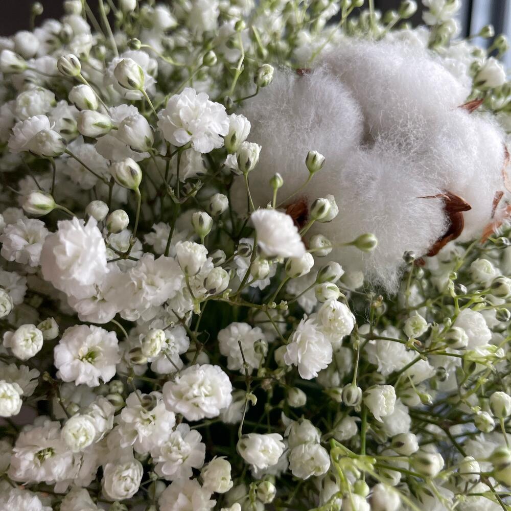 https://content2.flowwow-images.com/data/flowers/1000x1000/49/1669970363_36917049.jpg